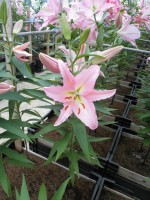 [1806 Allstar No02.JPG]